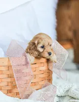 Camdyn, a male Cockapoo for sale in Newburg, PA – 10 of 10