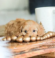 Camdyn, a male Cockapoo for sale in Newburg, PA – 3 of 10