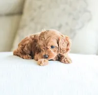 Cassidy , a male Cockapoo for sale in Newburg, PA – 5 of 10