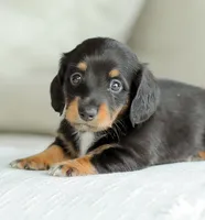 Jade, a female Miniature Dachshund for sale in Newburg, PA – 2 of 10