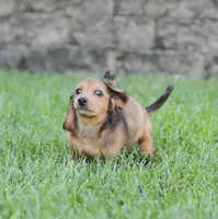 Journey, a female Miniature Dachshund for sale in Newburg, PA – 6 of 10