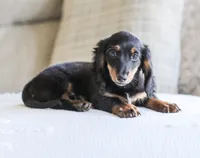 Hudson, a male Miniature Dachshund for sale in Newburg, PA – 9 of 9