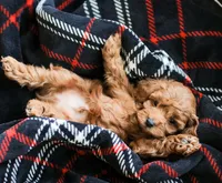 Cedar , a male Cockapoo for sale in Newburg, PA – 8 of 9