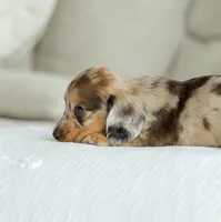 Hobbs, a male Miniature Dachshund for sale in Newburg, PA – 8 of 10