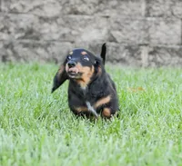 Hudson, a male Miniature Dachshund for sale in Newburg, PA – 5 of 9