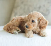 Carmen , a female Cockapoo for sale in Newburg, PA – 5 of 10