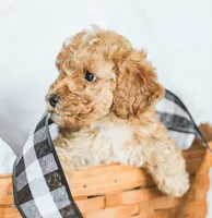 Cooper, a male Cockapoo for sale in Newburg, PA – 8 of 10