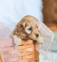 Camdyn, a male Cockapoo for sale in Newburg, PA – 5 of 10