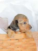Journey, a female Miniature Dachshund for sale in Newburg, PA – 3 of 9
