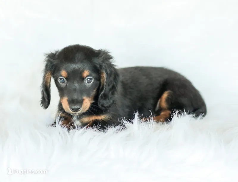 Hudson – Miniature Dachshund puppy for sale in Newburg, PA
