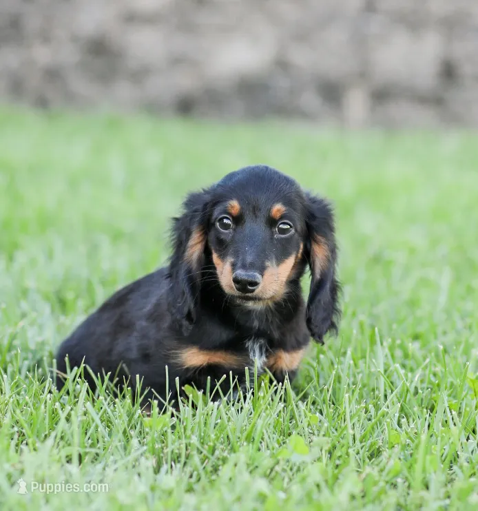 Hudson – Miniature Dachshund puppy for sale in Newburg, PA