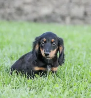 Hudson, a male Miniature Dachshund for sale in Newburg, PA – 1 of 9