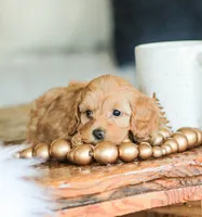 Camdyn, a male Cockapoo for sale in Newburg, PA – 4 of 10