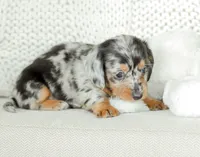 Homer, a male Miniature Dachshund for sale in Newburg, PA – 4 of 10