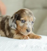 Hobbs, a male Miniature Dachshund for sale in Newburg, PA – 6 of 10