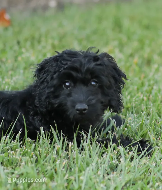 Shortcake  – Cockapoo puppy for sale in Newburg, PA