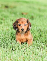Journey, a female Miniature Dachshund for sale in Newburg, PA – 3 of 10