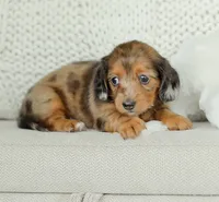 Journey, a female Miniature Dachshund for sale in Newburg, PA – 5 of 9