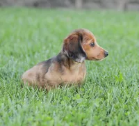 Journey, a female Miniature Dachshund for sale in Newburg, PA – 8 of 10