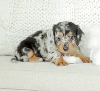 Homer, a male Miniature Dachshund for sale in Newburg, PA – 3 of 10
