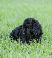 Shortcake , a female Cockapoo for sale in Newburg, PA – 7 of 10