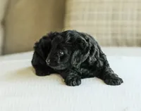 Shortcake , a female Cockapoo for sale in Newburg, PA – 3 of 7