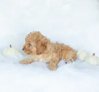 Cooper, a male Cockapoo for sale in Newburg, PA – 4 of 10
