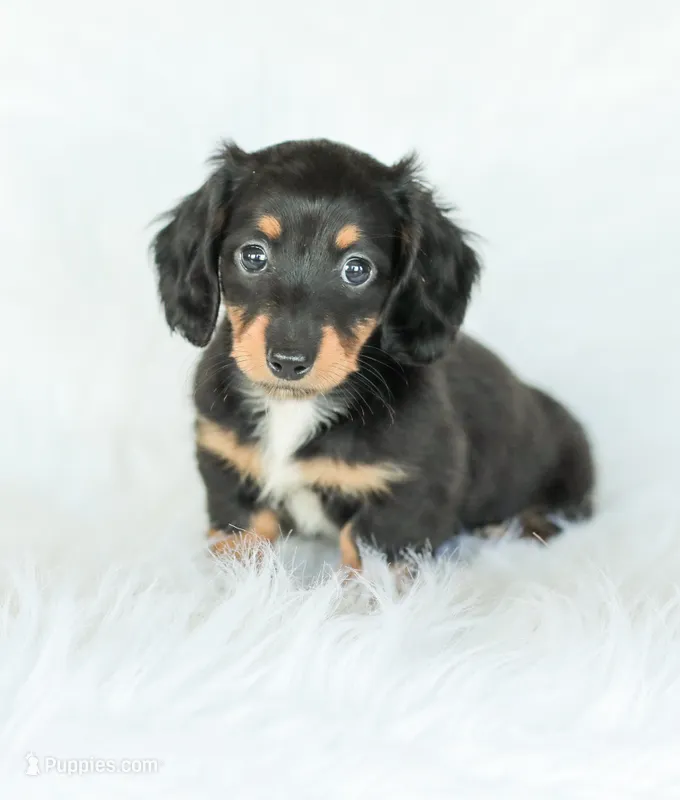 Jade – Miniature Dachshund puppy for sale in Newburg, PA