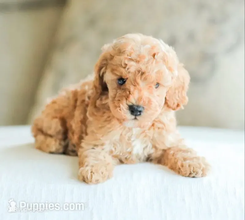 Cooper – Cockapoo puppy for sale in Newburg, PA