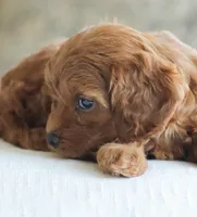 Cassidy , a male Cockapoo for sale in Newburg, PA – 2 of 10