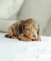 Journey, a female Miniature Dachshund for sale in Newburg, PA – 2 of 9