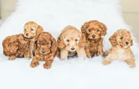 Cedar , a male Cockapoo for sale in Newburg, PA – 9 of 9