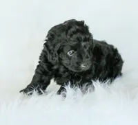 Shortcake , a female Cockapoo for sale in Newburg, PA – 2 of 7