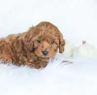 Cedar , a male Cockapoo for sale in Newburg, PA – 6 of 9