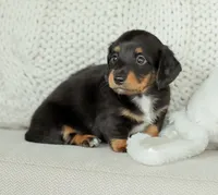 Jade, a female Miniature Dachshund for sale in Newburg, PA – 10 of 10