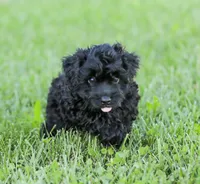 Shortcake , a female Cockapoo for sale in Newburg, PA – 9 of 10