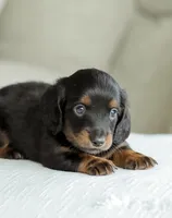 Hudson, a male Miniature Dachshund for sale in Newburg, PA – 2 of 8