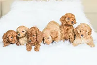 Cassidy , a male Cockapoo for sale in Newburg, PA – 10 of 10