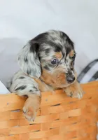 Homer, a male Miniature Dachshund for sale in Newburg, PA – 5 of 10