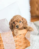 Cassidy , a male Cockapoo for sale in Newburg, PA – 8 of 10