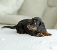 Hudson, a male Miniature Dachshund for sale in Newburg, PA – 7 of 8