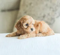 Camdyn, a male Cockapoo for sale in Newburg, PA – 2 of 10