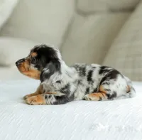 Homer, a male Miniature Dachshund for sale in Newburg, PA – 8 of 10
