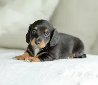 Jade, a female Miniature Dachshund for sale in Newburg, PA – 4 of 10