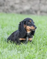 Hudson, a male Miniature Dachshund for sale in Newburg, PA – 6 of 9
