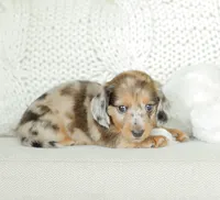 Hobbs, a male Miniature Dachshund for sale in Newburg, PA – 7 of 10