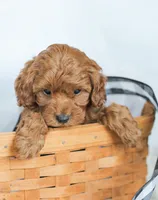 Cedar , a male Cockapoo for sale in Newburg, PA – 5 of 9