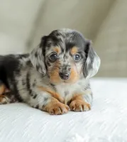 Homer, a male Miniature Dachshund for sale in Newburg, PA – 2 of 10
