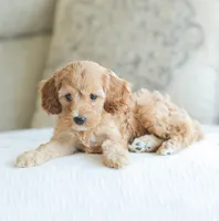 Carmen , a female Cockapoo for sale in Newburg, PA – 8 of 10