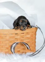Hudson, a male Miniature Dachshund for sale in Newburg, PA – 8 of 8